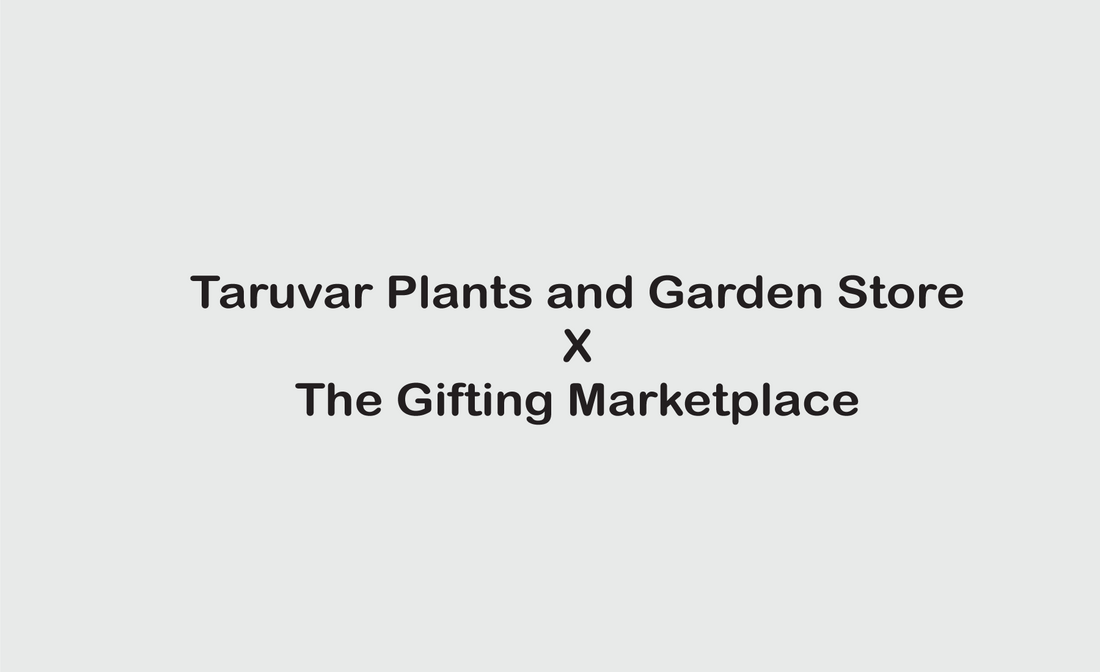 Personalized Self-Watering Plant Pot for Taruvar Plants and Garden Store – Greening Every Space with Care