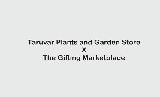 Personalized Self-Watering Plant Pot for Taruvar Plants and Garden Store – Greening Every Space with Care